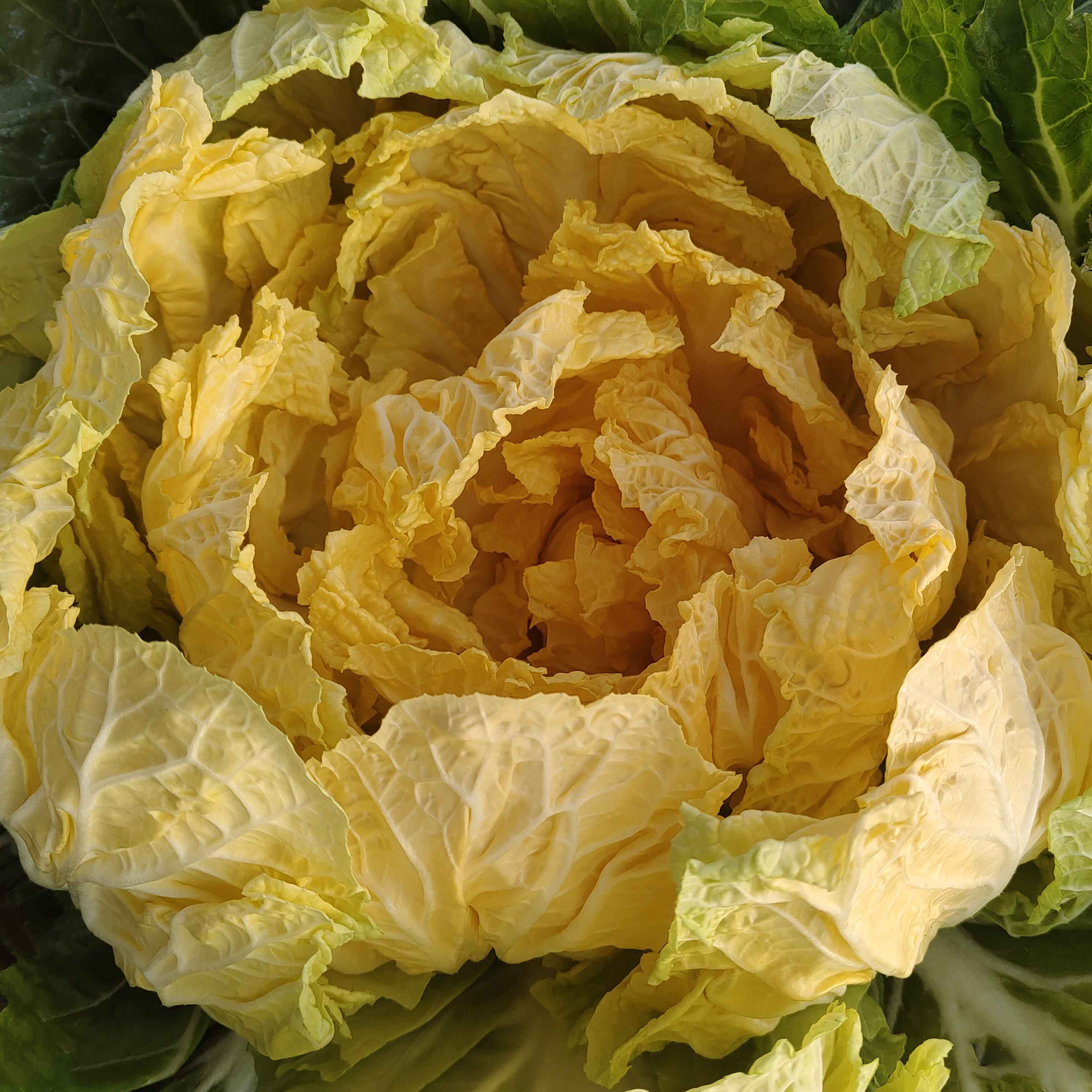 ũײ